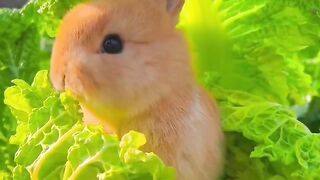 #FunnyAnimal (Part 1)