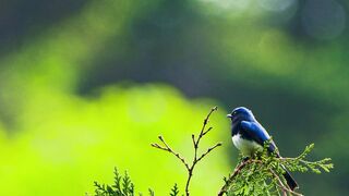 Nature 316