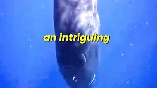 Different Sperm Whale Dialects Detected On Both Sides Of The Mediterranean