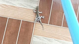 Cicak mengganti kulit