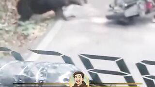 Babi Hutan Gabut Seruduk Motor Emak-Emak di Jabar, Korban Lari Kocar-Kacir!
