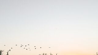 Beautiful Sunset with Birds Flying Over Green Field - Nature View