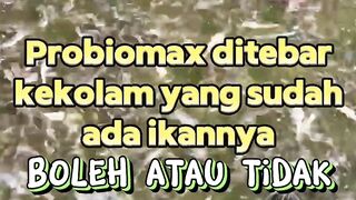 Dikolam sudah ada ikan lelenya tebar probiomax boleh atau tidak