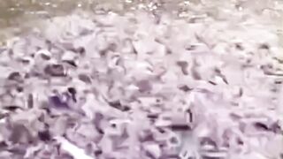Cara mengatasi ikan lele lambat tumbuh