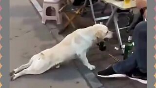 Diprank anjing