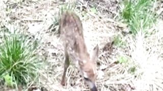 Fawn Found In The Backyard
