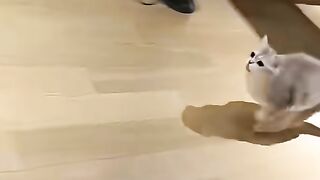 animal funny video 6
