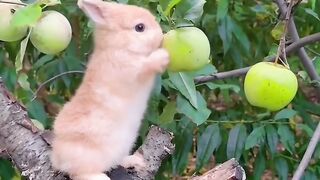 #FunnyAnimals (Part 2)