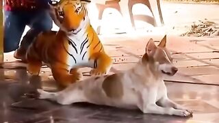 Funny dog prank 2