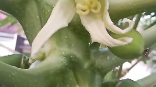 Pepaya 2