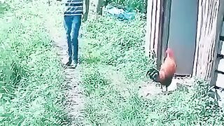 Duel dengan ayam #lucu