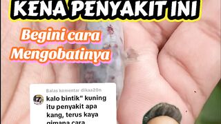 Jika ikan lele kalian terkena penyakit ini begini cara mengobatinya