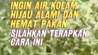 Mau air kolam hijau alami dan hemat pakan terapkan cara ini