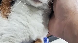 Manja 2