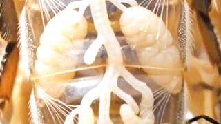 Why Do Honeybees Die After Stinging Just Once?