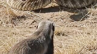 hanybager _snake_shorts _shortsfeed _shortvideo _trending _youtubeshorts _short _fyp _reel _animals(360P).mp4