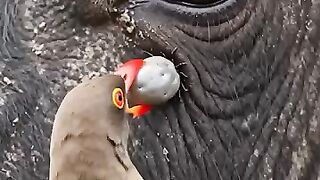 _youtubeshorts _animals(360P)_2.mp4