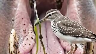 markhor long jump _youtubeshorts _animals _shortvideo(360P).mp4 2
