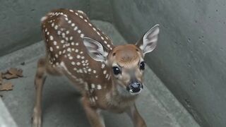 Animal video 20