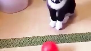 Funny animals 187