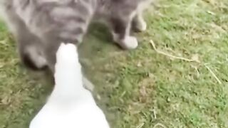 Funny cat 347