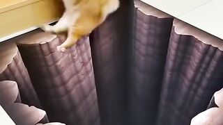 funny cat 135