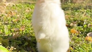 Funny Animals (Part 3)