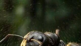 🐜 The Secret Strength of Ants | Curiosity Lab S1 • EP.13