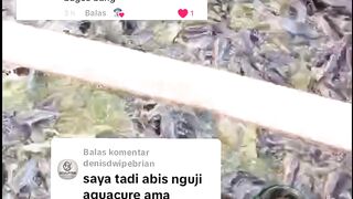 Terapkan trik ini dijamin budidaya lele lancar