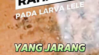 Rahasia pada larva lele yang jarang orang ketahui