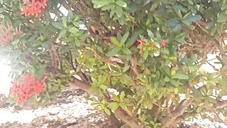 beautifull flowers."ASOKA".