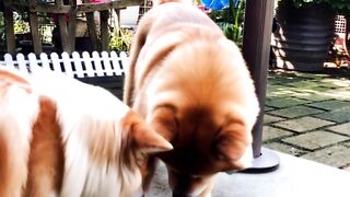 Dog AI