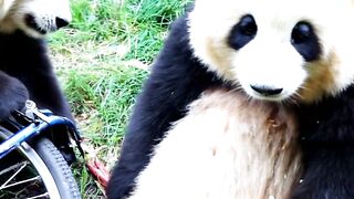 Panda Ai
