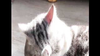 Kucing Lucu 8