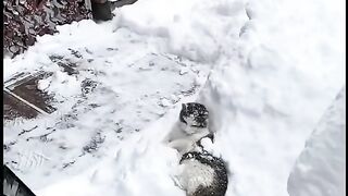 Cats funny 8