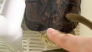 POV: You Got Attacked... by the World's Cutest Turtle 🐢😂