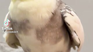 Cute Love Bird