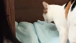 Cute kitten 26
