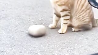 Playful cats 2