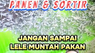 JAGA jangan sampai Ikan lele muntah pakan saat Panen & Sortir