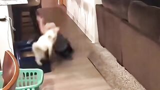 Funny Animals (Part 4)