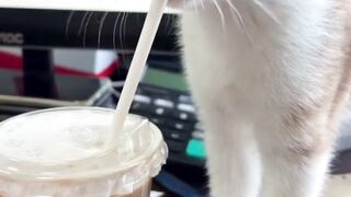 kucing 16