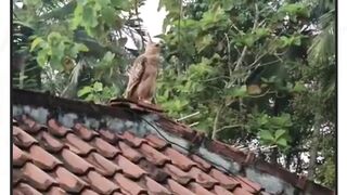 Elang Jawa, lambang negara kita