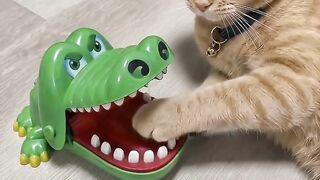 Funny cat 348