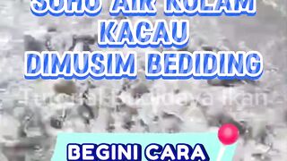 Suhu air kolam kacau dimusim bediding Begini cara antisipasinya