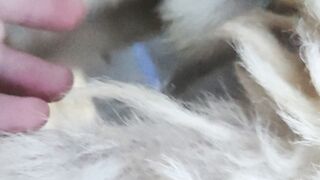 Firt time I touched my goat ball