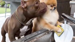 Cat Funny Video 10