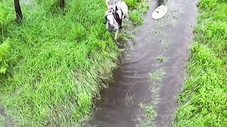 Crossing a Flooded Tropical Field on Horseback! 🐎🌴