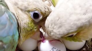 Patient Parrot Mom Waits for Her Baby to Hatch 🥚❤️