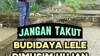 Jangan TAKUT budidaya lele di musim HUJAN